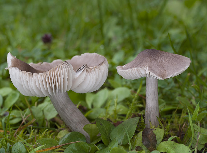 Dermoloma cuneifolium